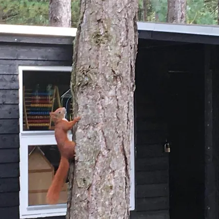 12264-sjaellands-odde-faellesskoven-29 Tjørneholm