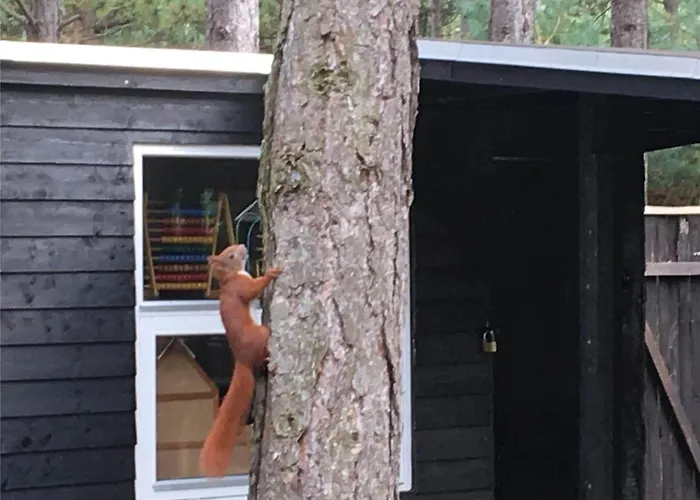 12264-sjaellands-odde-faellesskoven-29 Tjørneholm